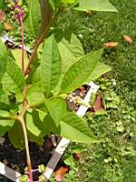 Phytolacca, Phutolacca americana (Lyon, Parc de la Tete d'or, 2012)(2)